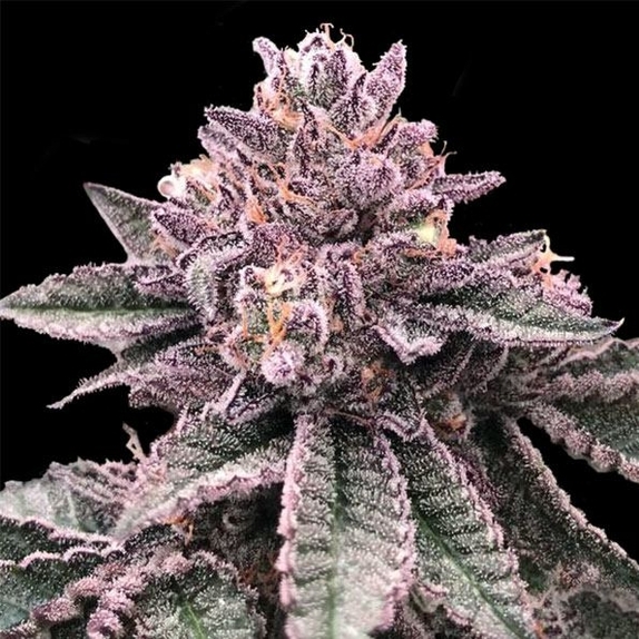 DNA Cake feminised Cannabis Seeds