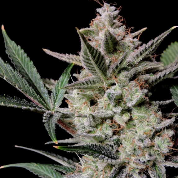 Strawberry Gorilla auto Cannabis Seeds