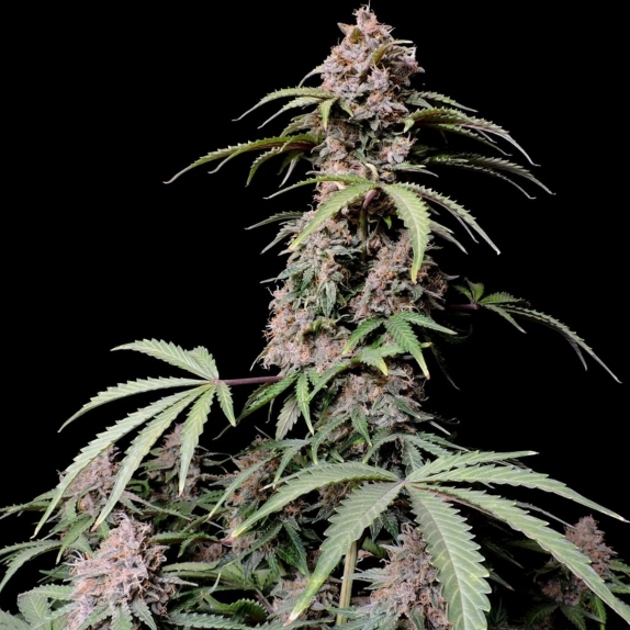 Amnesia Zkittlez auto Cannabis Seeds