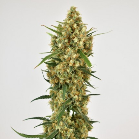 Snow Bud feminised Cannabis Seeds