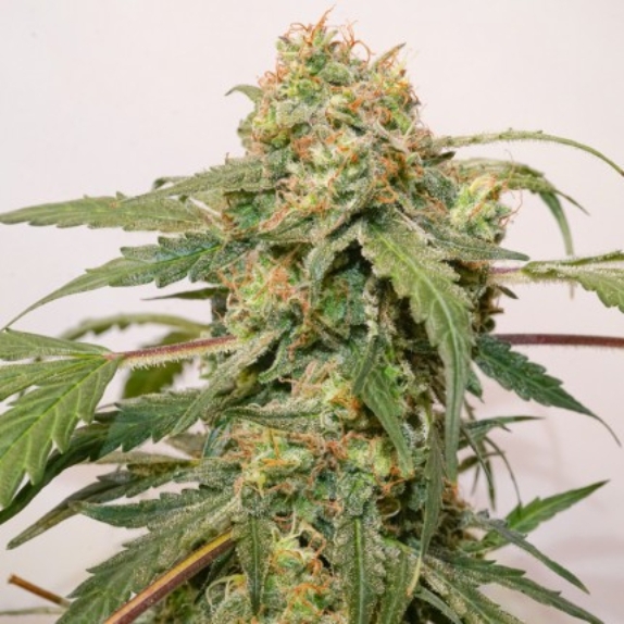 Auto Kerosene Krash Cannabis Seeds