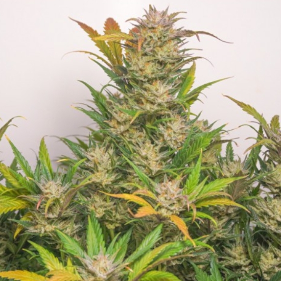 Auto Mokums Tulip Cannabis Seeds