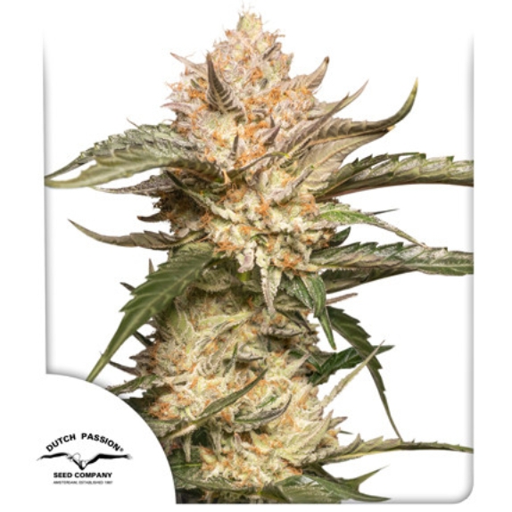 Auto Trichome & Cream Cannabis Seeds