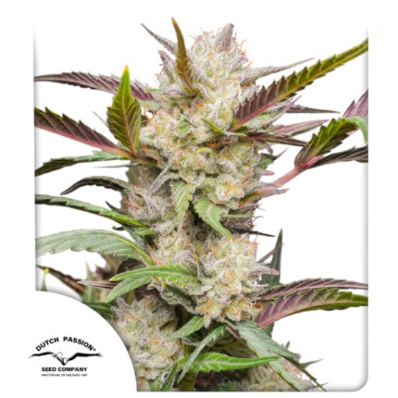 Auto Mimosa Punch Cannabis Seeds