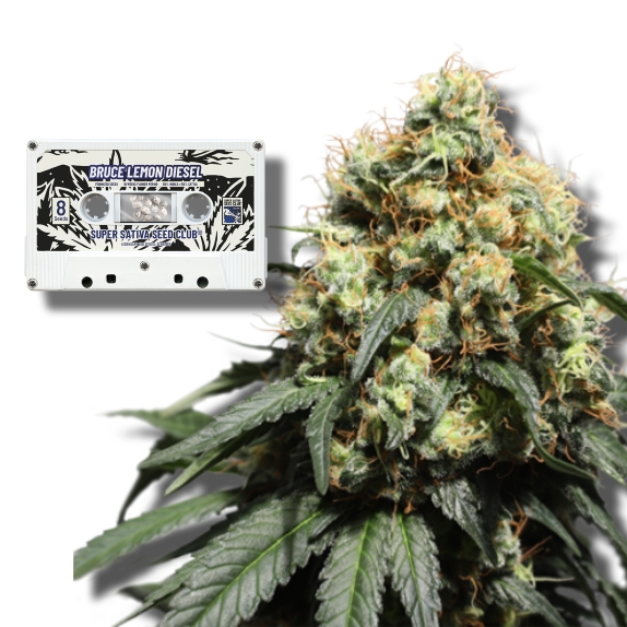 Bruce Lemon Diesel feminised Cannabis Seeds