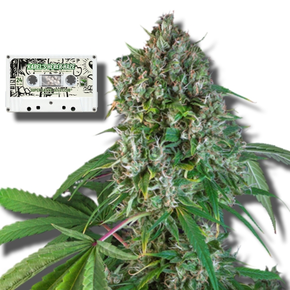 Karel's Herer Haze feminised Cannabis Seeds