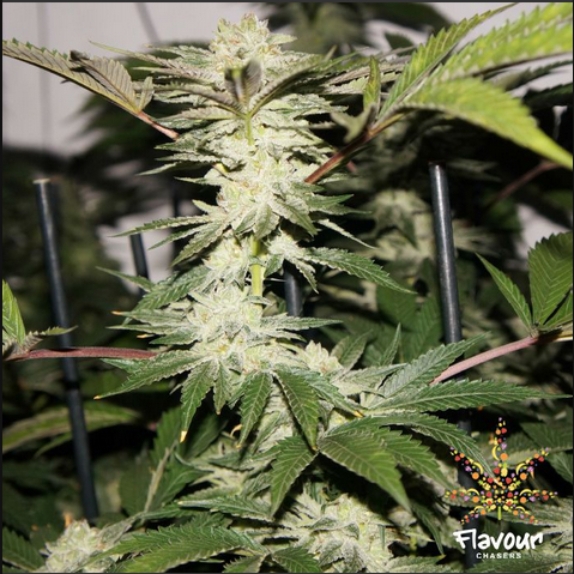 Biscotti feminised Cannabis Seeds