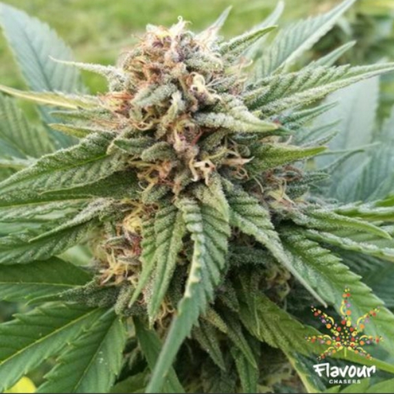 Dosi Glue feminised Cannabis Seeds