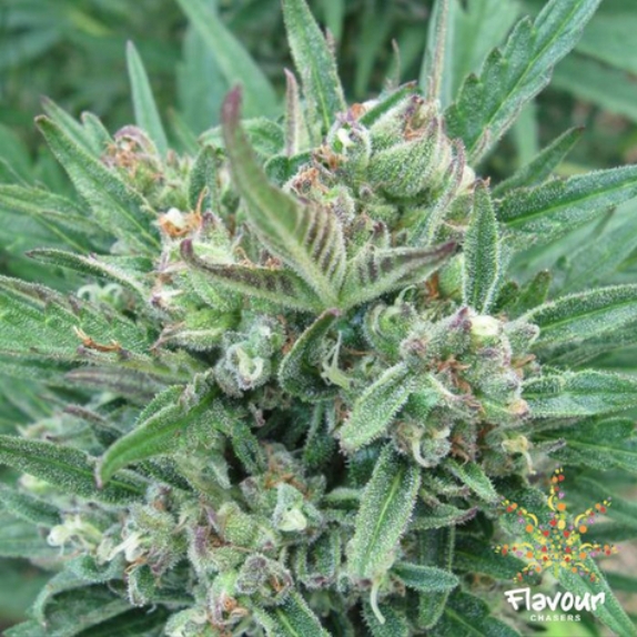 Purple Gelato feminised Cannabis Seeds