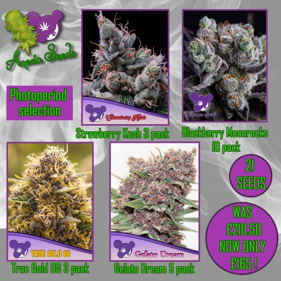 Feminized photoperiod selection Cannabis Seeds