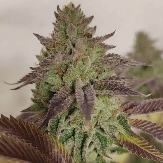 Puro Loco x Melon Feminised (Grounded Genetics) Cannabis Seeds