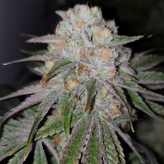 Pinata x Melon Feminised (Grounded Genetics) Cannabis Seeds