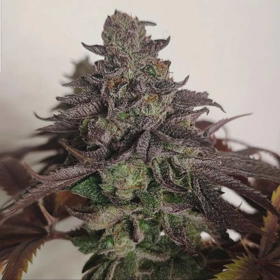 Frootz x Melon Feminised (Grounded Genetics) Cannabis Seeds