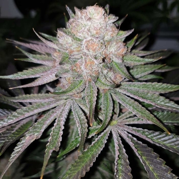 41 Sherb x Melon Feminised (Grounded Genetics) Cannabis Seeds