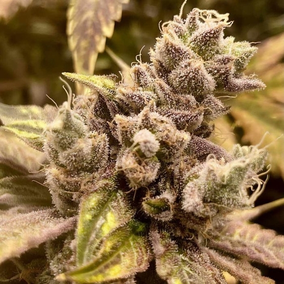 Runtz Ghost Train Feminised Cannabis Seeds