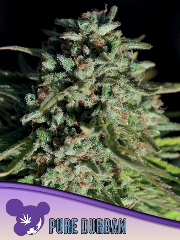 Pure Durban, Landraces Cannabis Seeds