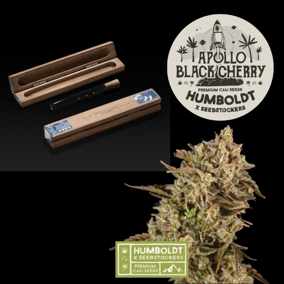 Humboldt x superior Apollo black cherry Feminised Cannabis Seeds