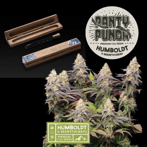 Humboldt superior Panty Punch Feminised Cannabis Seeds