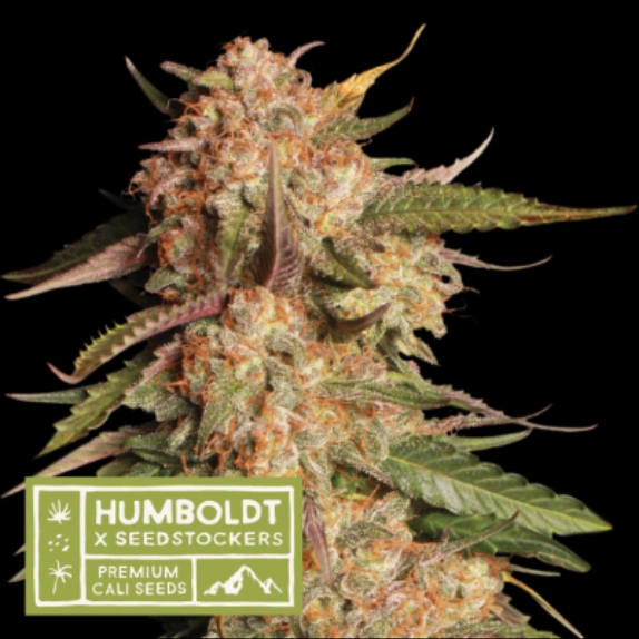 Humboldt Superior Blue Moby Auto Feminised Cannabis Seeds