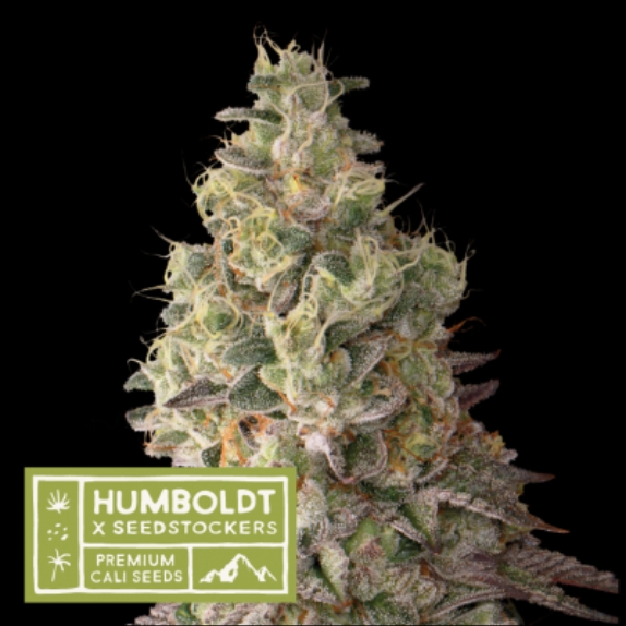 Humboldt x Seedstockers Mack and Crack Auto Feminised Cannabis Seeds