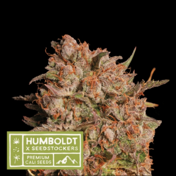 Humboldt superior Apollo black cherry Auto Feminised Cannabis Seeds