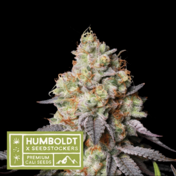 Humboldt x Seedstockers Panty Punch Auto Feminised Cannabis Seeds