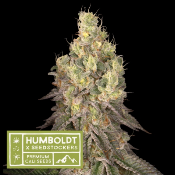 Humboldt x superior Mack and Crack Regular Cannabis Seeds