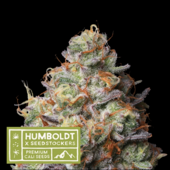 Humboldt x Seedstockers Panty Punch Regular Cannabis Seeds