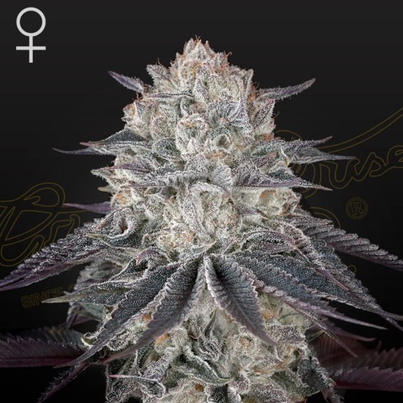 Fullgas! Feminised Cannabis Seeds