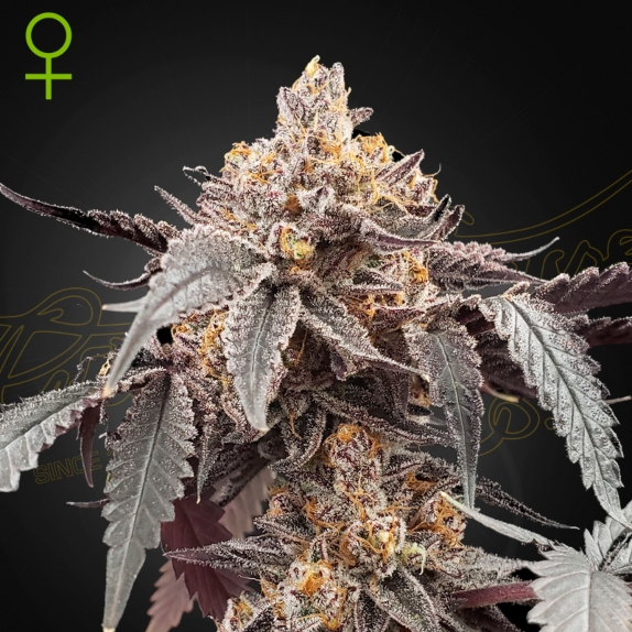 Guava x Gelato #41 Auto Feminised Cannabis Seeds