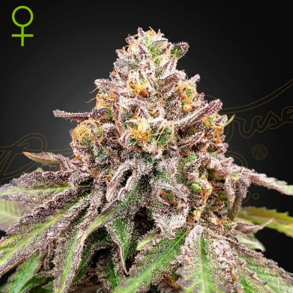 Blue Haze x Gelato #41 Auto feminised Cannabis Seeds