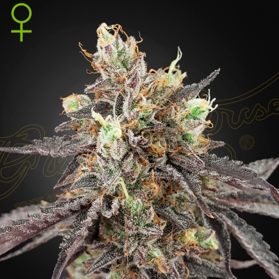 Gelato #41 x Gelato #41 Auto feminised Cannabis Seeds