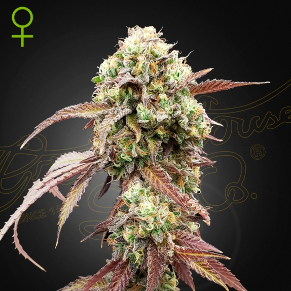 West Coast OG x Gelato #41 Auto feminised Cannabis Seeds