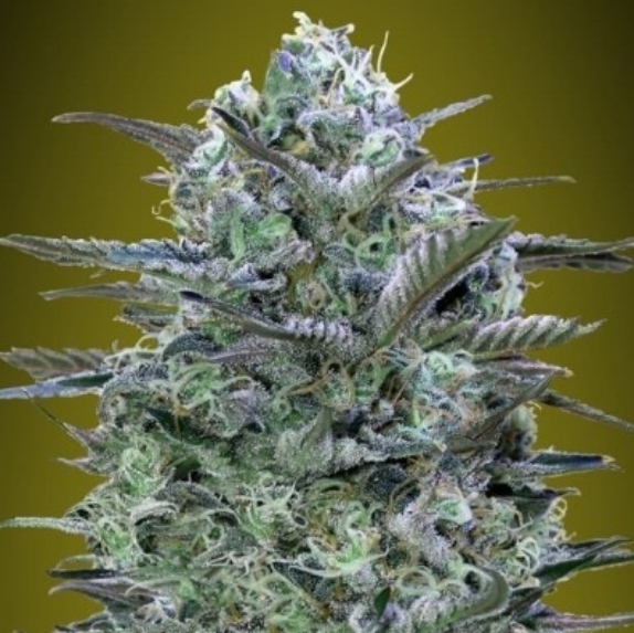 Critical Lemon Cannabis Seeds