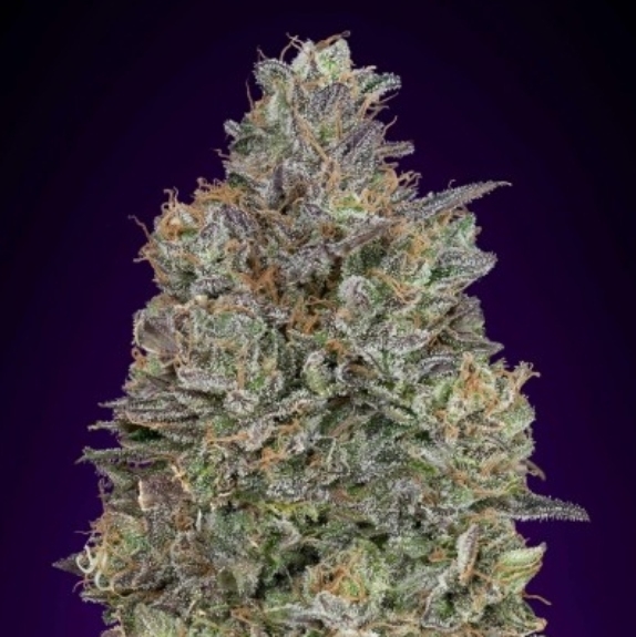 Critical Purple Kush Cannabis Seeds