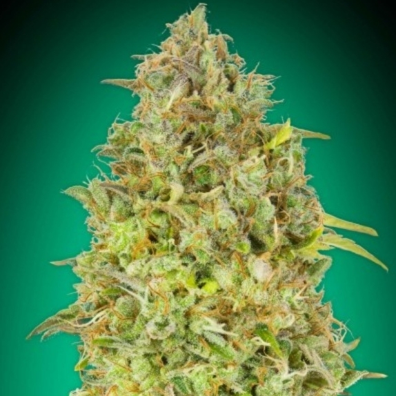 Skunk 47 Cannabis Seeds