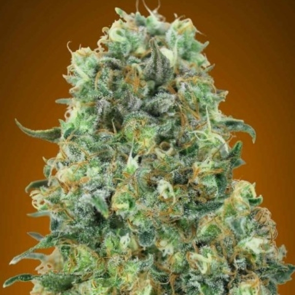 Critical Mass Cannabis Seeds