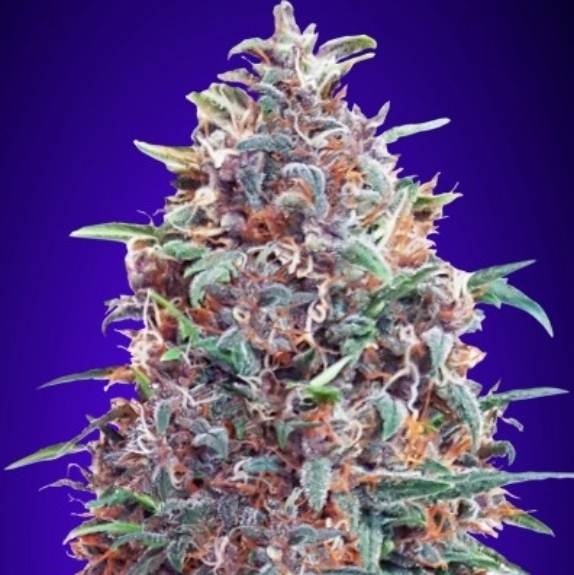 Auto Purple Diesel Cannabis Seeds