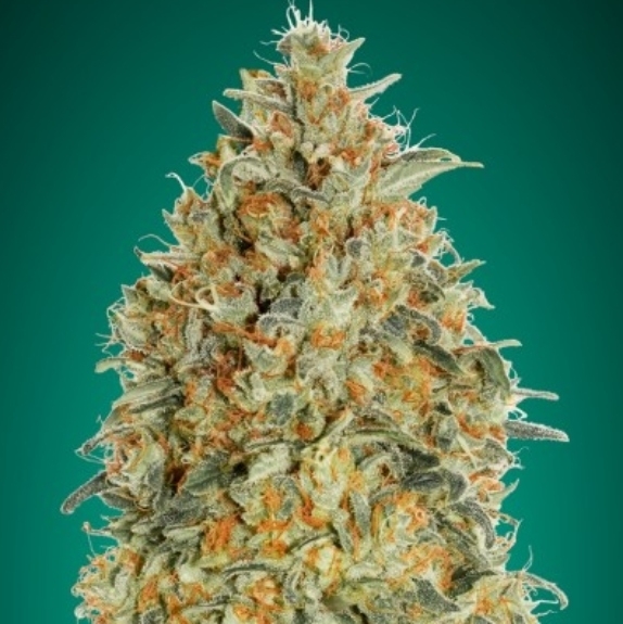 Auto Gorilla Blue Cannabis Seeds