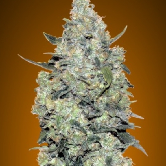 Auto Critical Mass Cannabis Seeds