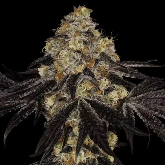 Sunset Paradise Feminised Cannabis Seeds