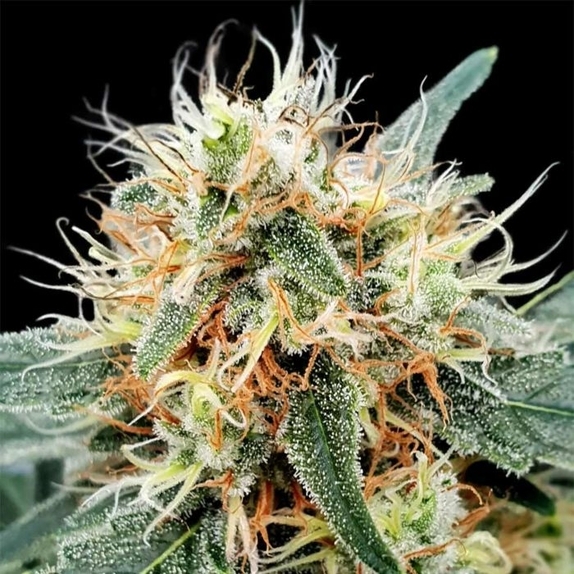 Stromboli Auto feminised Cannabis Seeds