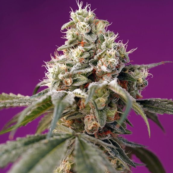 Bruce Banner Auto feminised Cannabis Seeds