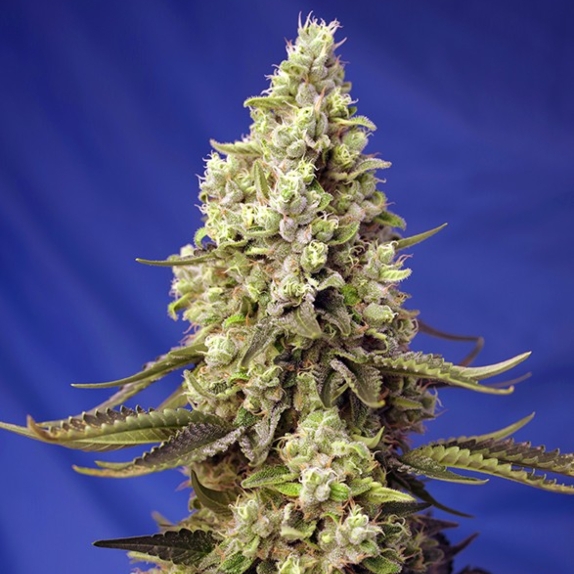 Runtz XL Auto Feminised Cannabis Seeds