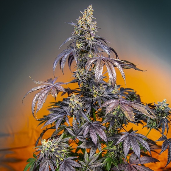 Red Gorilla Girl XL Auto Feminised Cannabis Seeds