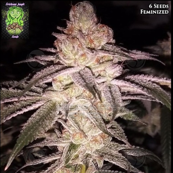 Cherry Soul feminised Cannabis Seeds