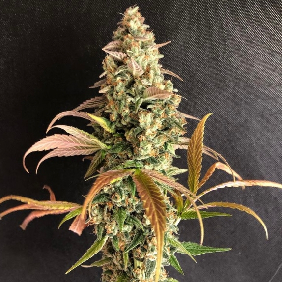 Sour Fusion feminised Cannabis Seeds