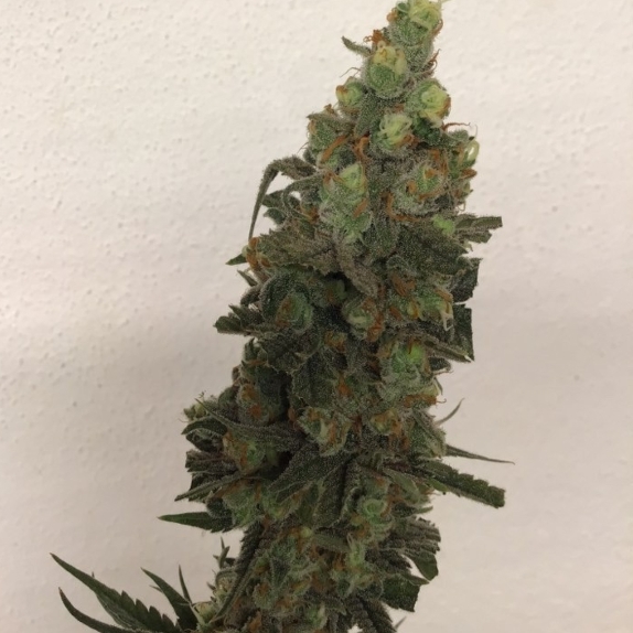 Tropical Orange Soul feminised Cannabis Seeds