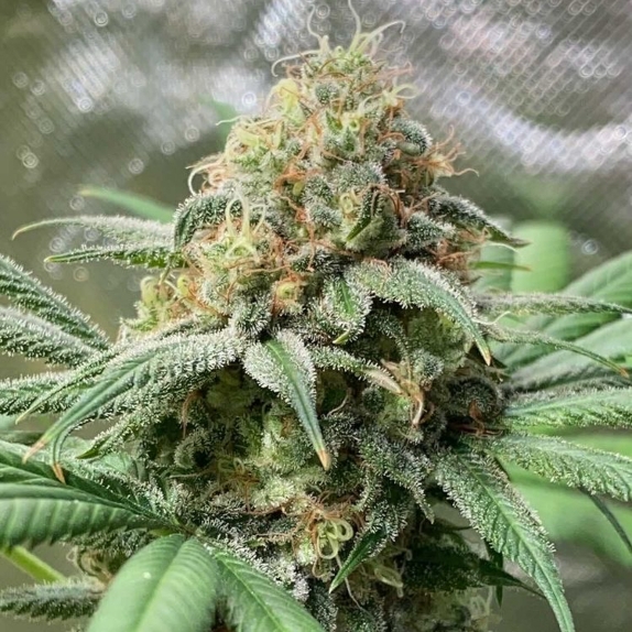 Pineapple Soul feminised Cannabis Seeds