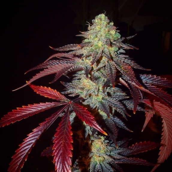 Shiva's Soul feminised Cannabis Seeds